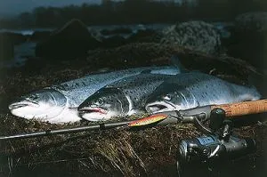 Hansen Fight 18g white