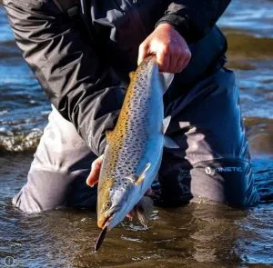 Westin Goby V2 85mm 24g Dull Sunrise