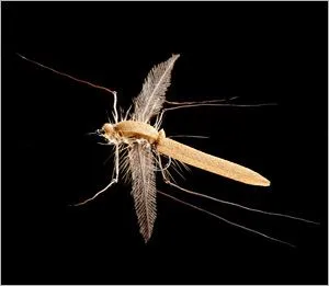 DVD - The Fish & The Fly 3 Terrestrials (Landinsekten )