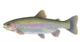 Gladsax Snaps Blinker - 20g - Rainbow Trout