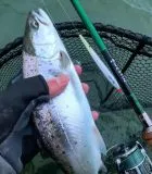 Westin ST5 Soft Fluorocarbon 4,3kg 0,26 mm 50m